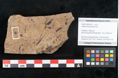 Foto (Objekt + Etikett) von Callitris brongniartii Endl. (NHMW-GEO-2024-0188-8214)